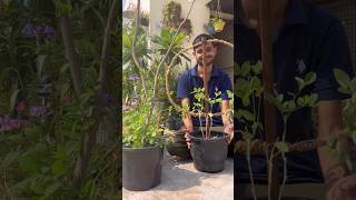 DIy Aprajita trellis flowers grow youtube shorts [upl. by Athelstan]