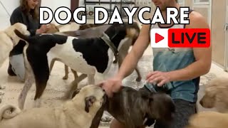 The Most Unhinged Dog Daycare Ever [upl. by Vani]