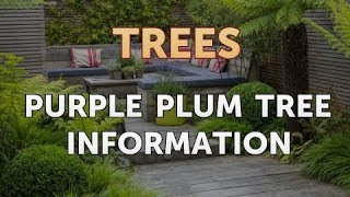 Purple Plum Tree Information [upl. by Raf]