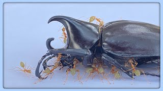 Weaver ants DEFEND rhinoceros beetle from rival species Weaver ants VS pavement ants [upl. by Mcroberts]