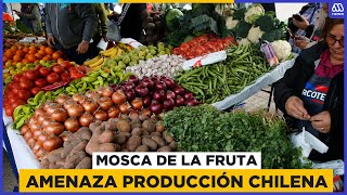 Ingreso de plagas en Chile va en aumento Mosca de la fruta amenaza producción [upl. by Hermione]