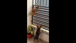 Hilarious Yorkies Hilarious Reaction to a Monkey  Unleashing Canine Comedy [upl. by Xylon714]