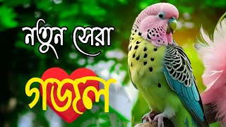 নতুন গজল ২০২৪। গজল 2024 নতুন gojol 2024 gazal ringtone New Bangla Gazal ghazal gojol গজল [upl. by Aihpledalihp]