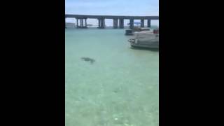 Hammerhead shark at Crab Island [upl. by Itnahs]