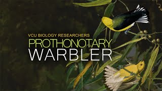 VCU Biology Researchers  The Prothonotary Warbler [upl. by Brander91]