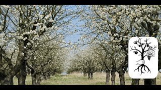 alte Obstbäume schneiden  lange ungeschnittene Bäume in Form bringen auf der Streuobstwiese [upl. by Nodgnal]