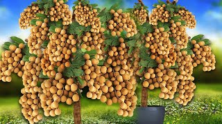 Super Special Technique for Propagating Longan Tree With Aloe Vera In Banana tree [upl. by Tedmund]