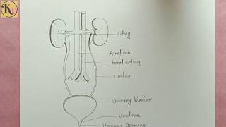 How to draw Human Excretory system easily  step by step [upl. by Lleirbag]