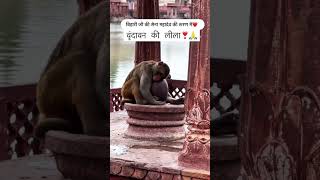 sad🥺🥺animalloverforlife animalhelp monkey pray to god🙏viralshort [upl. by Meerek]