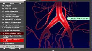 Vascular Animation  Medtrainer Anatomy Training [upl. by Cowie]