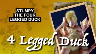 Stumpy the Four Legged Duck [upl. by Aneger]