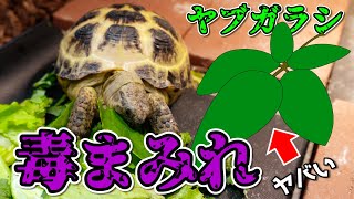 実は毒のカタマリ！？リクガメのエサとして最適な野草『ヤブガラシ』を徹底考察！！【シュウ酸】 [upl. by Ayram]