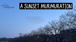 A Sunset Murmuration of Starlings [upl. by Mis33]