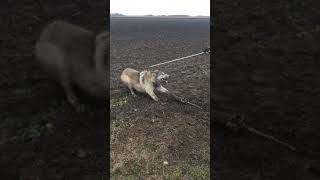 Timber Wolf released NW Minnesota [upl. by Warfore]