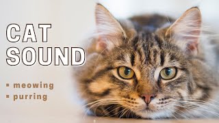 Realistic CAT SOUND  How to Attract a cat  How cats sound [upl. by Marchall232]