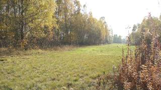 Late October countryside meadow sorrounded by birchs with yellowing leaves [upl. by Kenleigh]