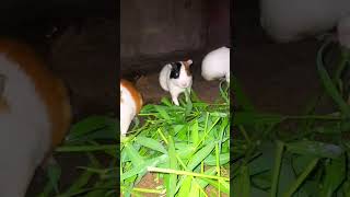 Guinea pig food shortvideo ytshort trending [upl. by Agnella707]