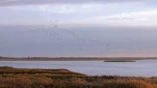 Zingster Bodden  Kraniche [upl. by Catarina849]