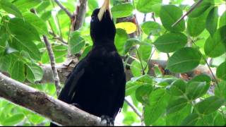 Crested Oropendola  Psarocolius decumanus Llanos and E Andean slopes [upl. by Figge2]