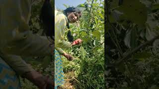 Ghas Bichhughas Katate Hue 😍 Ghar Ke Aas paas Ka Vatavaran Saaf Suthara Rakhen Short Video 🌲🌳🌾🌵🌿🥀 [upl. by Lind]