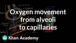 Oxygen movement from alveoli to capillaries  NCLEXRN  Khan Academy [upl. by Nyleikcaj]