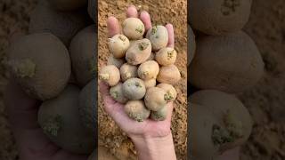 How to grow potatoes 🥔 at home gardening vegetablegarden potato shorts kitchengarden mygarden [upl. by Limber436]