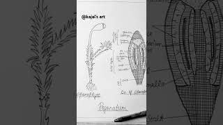 Sporophyte of Pogonatum diagrameasydrawing viral reels trending art shorts [upl. by Elacim148]