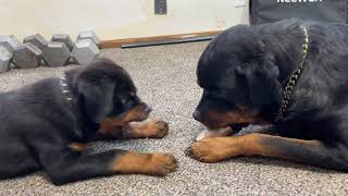 Rottweiler Puppy Learns To Bark [upl. by Muryh]