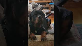 Couch potato  Rottweiler Couchpotato rottweilerlife funny rottweilerdog [upl. by Froehlich]