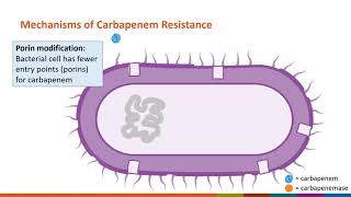 CDC MidAtlantic Webinar Series Simplifying Carbapenem Resistant Organisms [upl. by Nylhtac385]