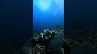 Phi Phi Island Diving Site  Garangheng Turtle [upl. by Massimo]