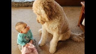 Incredible Moments Dogs Teach Babies  Dog and baby are best friend to grow up together [upl. by Ahsinroc264]