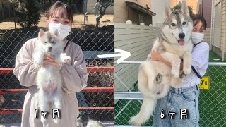 【ハスキー犬】小さかった子犬がこんなにも大きく成長しました シベリアンハスキー、フィンの成長記録 [upl. by Arabella146]