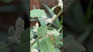 Ichneumon Wasp on Mountain Knotgrass insects plants [upl. by Ku]