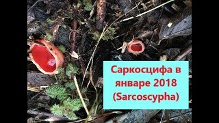 Гриб Саркосцифа Sarcoscypha В ЯНВАРЕ  05012018 [upl. by Bliss]