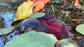 How to find and catch betta imbellis in the dry lotus field Wow Happy to catch a lot of betta fish [upl. by Adirahs920]