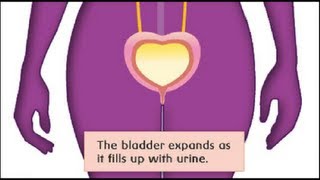 Internal Plumbing Guide An Inside Look at How Your Bladder Works [upl. by Naor]