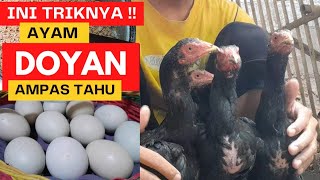 LAKUKAN INI  supaya ayam doyan pakan fermentasi ampas tahu Sampai tembolok penuh [upl. by Eidualc824]