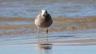 130824  Gaviota Cangrejera Larus atlanticus  Laguna J IgnacioUy [upl. by Arymas]