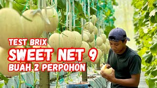 MELON HIDROPONIK SWEET NET 9 DIBUAHKAN 2 PERPOHON [upl. by Menendez360]