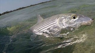 Deadmans Cay Bonefish May 2015 [upl. by Sterner]