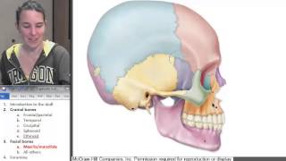 Maxilla Mandible Skull ☆ Human Anatomy Course [upl. by Weir]