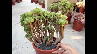 Aeonium Greenovia rose cashmere crest 5070 Mimi’s nursery 7144891876 [upl. by Powel]