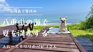 【沖縄石垣島】米原海岸で海遊びしてきた、ちっちゃなスムースチワワのパピコさん [upl. by Meraree99]