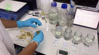 EP1 Plant tissue culture Finger root sterilization First attempt [upl. by Adnert]