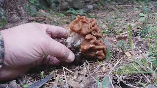 Gyromitra gigas 1may ☠ [upl. by Annorah218]