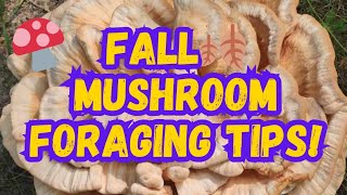 Fall Mushroom Foraging Tips mushrooms fall nature mushroom mycology fungi [upl. by Millicent]