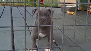 Hermosos perros pitbull bebes que te causaran mucha ternura [upl. by Sindee751]