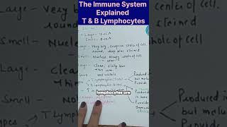 The immune System ll T amp B lymphocytes immunity shorts youtubeshorts [upl. by Hanshaw]