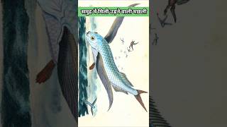 ये मछली उड़ सकती हैं।  Flying fish Exocoetus shorts shortsvideo ytshorts yt facts [upl. by Yelena713]